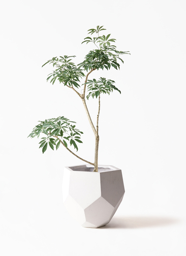 schefflera-compacta-522_1.jpg?