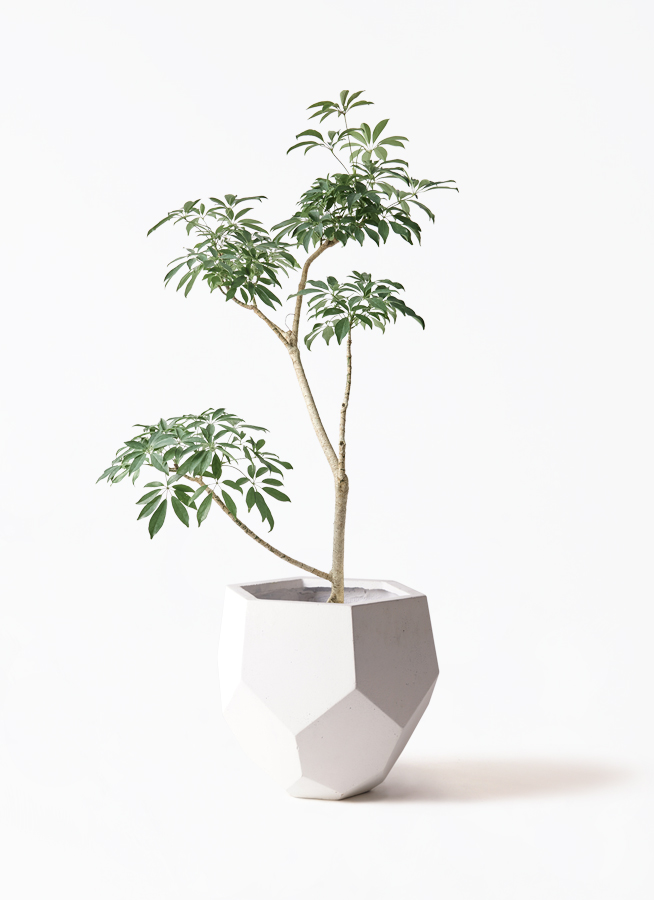 観葉植物 シェフレラ（カポック）8号 朴 ポリゴヘクサ 白 付き | 観葉
