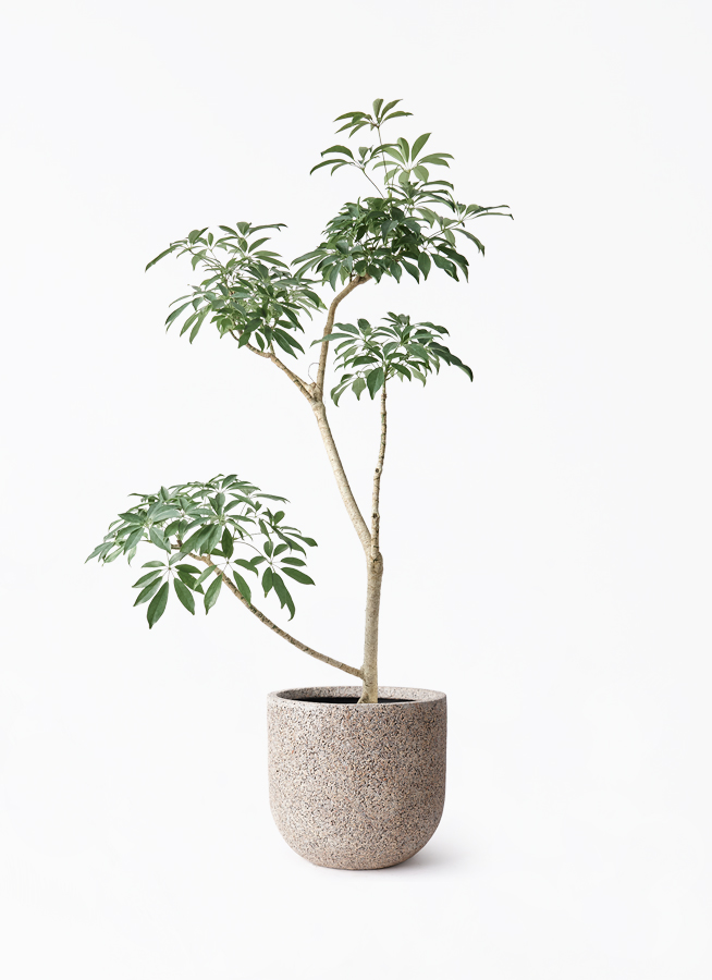 schefflera-compacta-518_1.jpg?