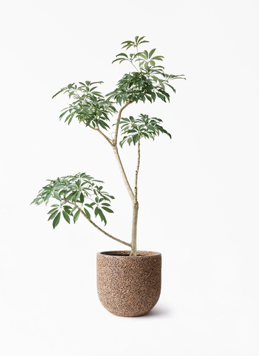schefflera-compacta-516_1.jpg?