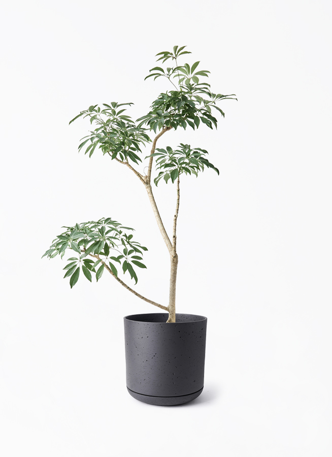 schefflera-compacta-510_1.jpg?
