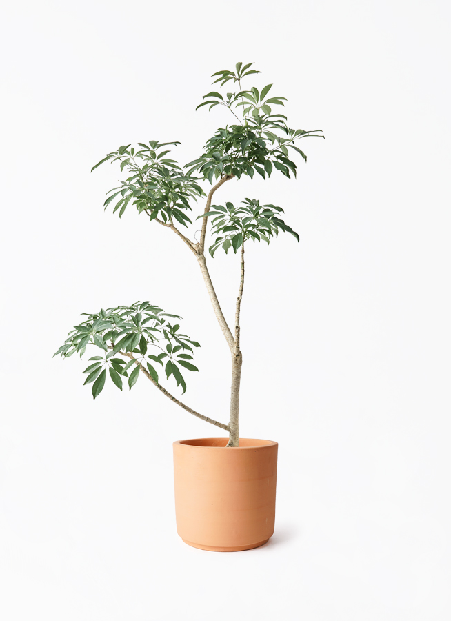 観葉植物 シェフレラ（カポック）8号 朴 インティ シリンダー 付き