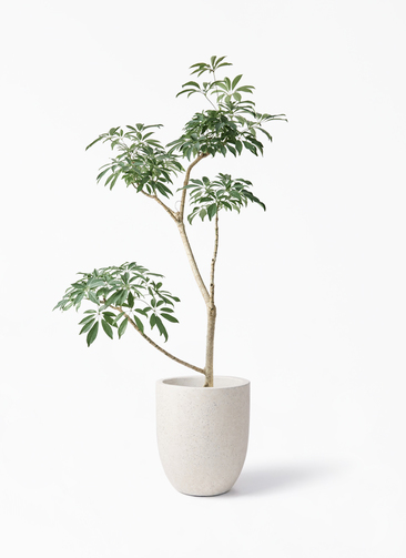 89 ✨❀シェフレラ❀✨ 植木鉢付き 観葉植物 シェフレラ（カポック）8号 朴 フォリオアルトエッグ