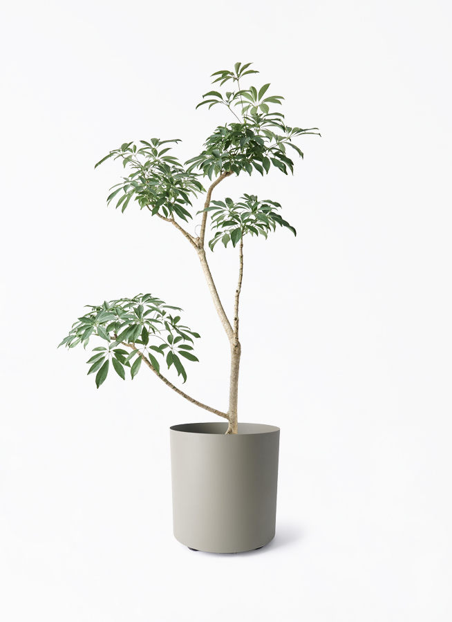 観葉植物 シェフレラ（カポック）8号 朴 フェルム シリンダー オリーブ