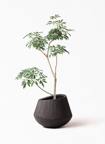 観葉植物 シェフレラ（カポック）8号 朴 エディラウンド 黒 付き