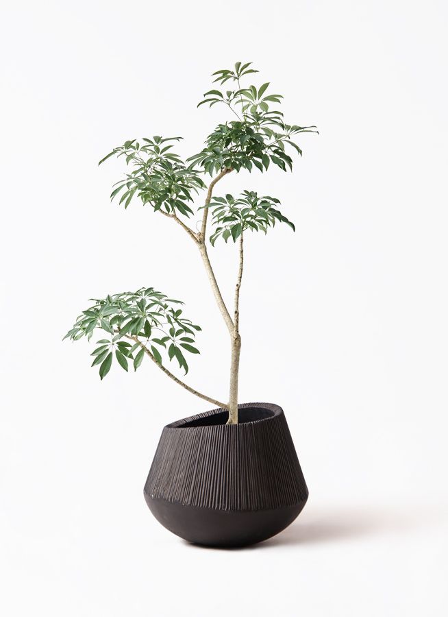 観葉植物 シェフレラ（カポック）8号 朴 エディラウンド 黒 付き