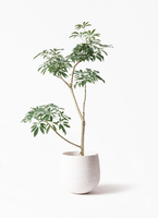 観葉植物 シェフレラ（カポック）8号 朴 プラスチック鉢 | 観葉植物