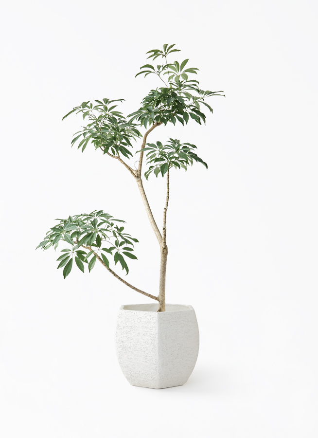 観葉植物 シェフレラ コンパクタ 8号 朴 Eco Stone (エコ 観葉植物 シェフレラ コンパクタ 8号 朴 Eco Stone (エコ