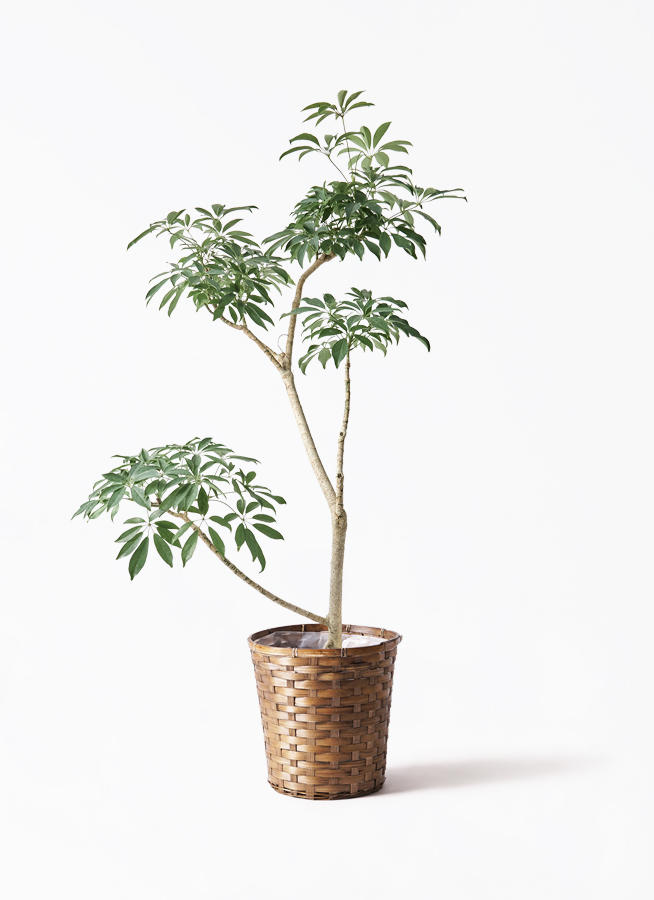 観葉植物 シェフレラ コンパクタ 8号 朴 シグマ 角柱プランター