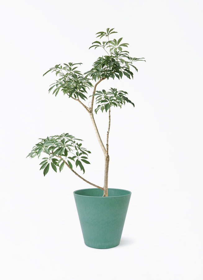 schefflera-compacta-454_1.jpg?