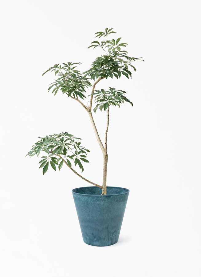 観葉植物 シェフレラ（カポック）8号 朴 ラスターポット 付き | 観葉