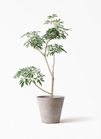 観葉植物 シェフレラ（カポック）8号 朴 ポリゴヘクサ 白 付き | 観葉