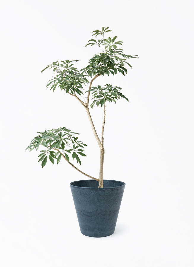 その他観葉植物 user_1242a77b 観葉植物 ドラセナ ソング オブ ジャマイカ 8号 ポリゴヘクサ 白