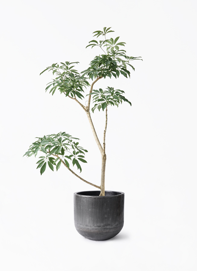 観葉植物 シェフレラ（カポック）8号 朴 アンワール カーフ ミンク