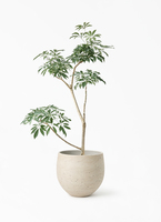 観葉植物 シェフレラ（カポック）8号 朴 ポリゴヘクサ 白 付き | 観葉
