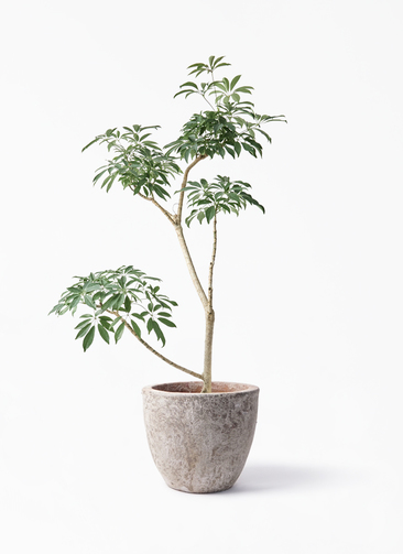 観葉植物 シェフレラ（カポック）8号 朴 アビスネブラ ラウンド 付き