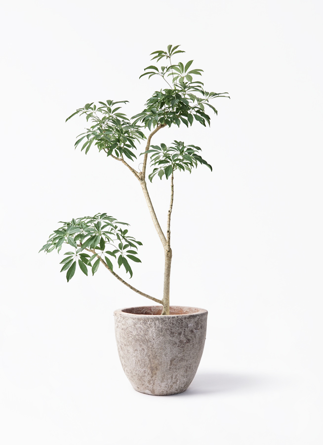 schefflera-compacta-445_1.jpg?