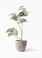 schefflera-compacta-445_1.jpg?