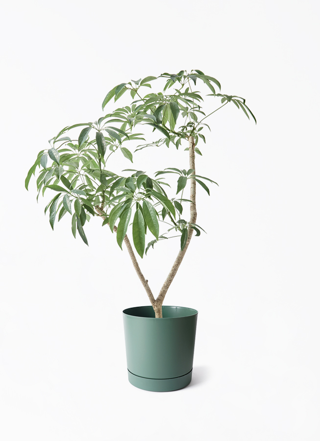 観葉植物 シェフレラ（カポック）7号 朴 Coral Pot (コーラルポット