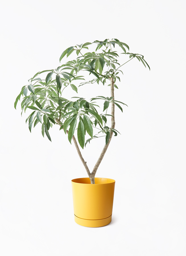 観葉植物 シェフレラ（カポック）7号 朴 パボ ミドル オフホワイト