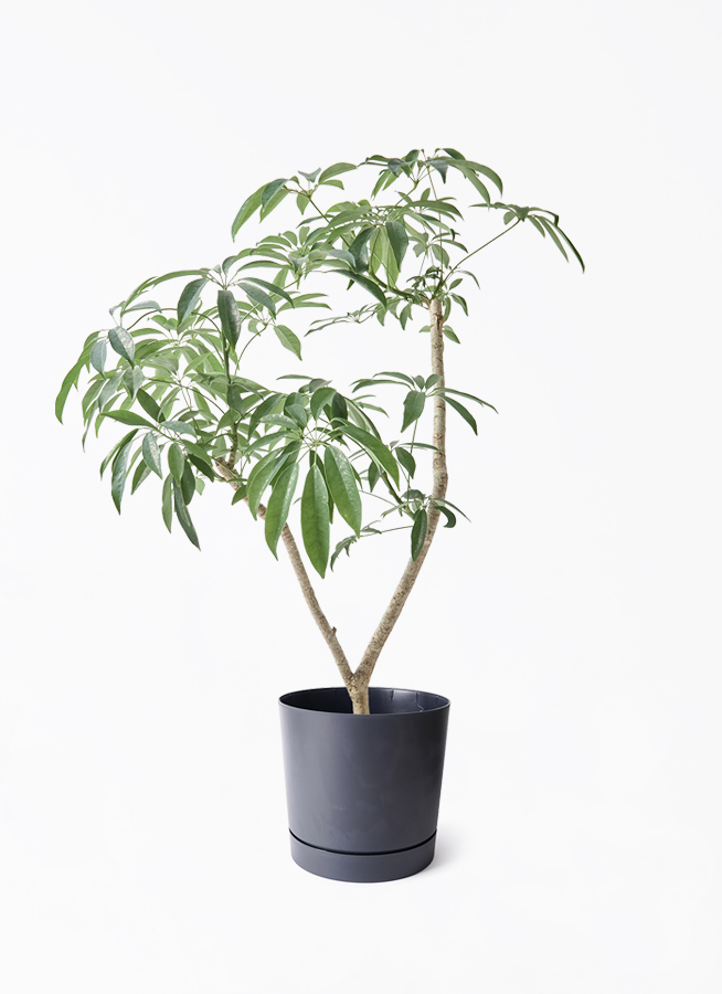 観葉植物 シェフレラ(カポック)7号 朴 パボ ミドル オフホワイト 観葉植物 シェフレラ(カポック)7号 朴 パボ ミドル オフホワイト
