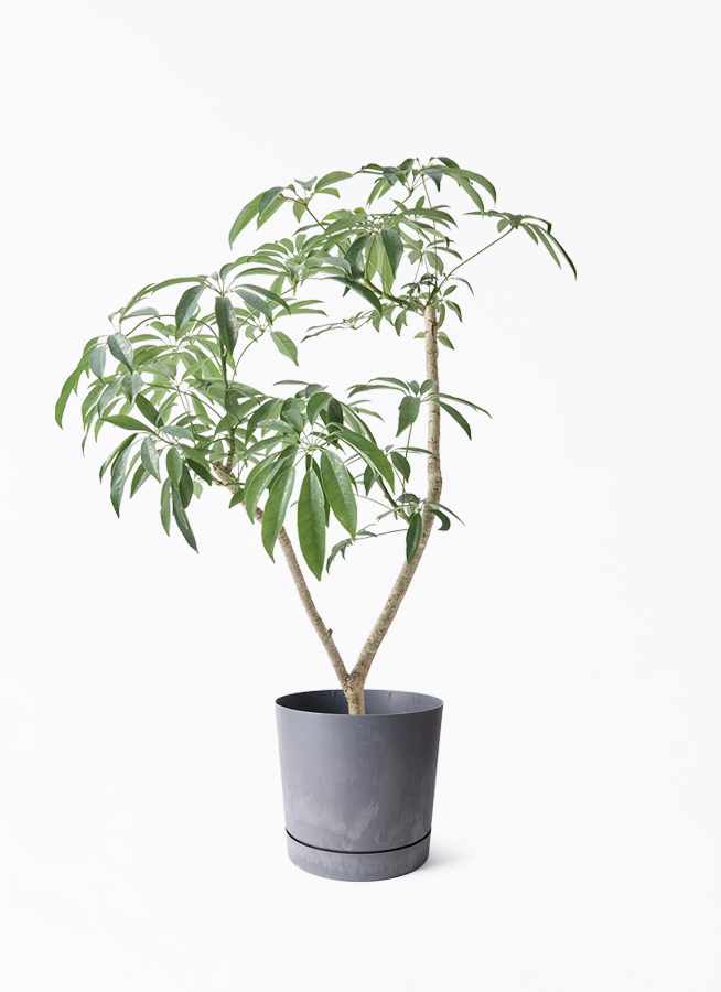 観葉植物 シェフレラ（カポック）7号 朴 Coral Pot (コーラルポット