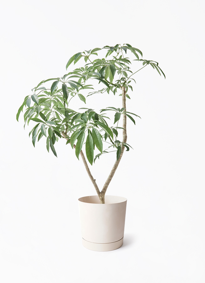 観葉植物 シェフレラ コンパクタ 7号 朴 パボ ミドル ラテルストーン