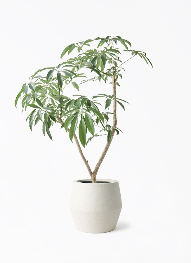 観葉植物 シェフレラ（カポック）7号 朴 パボ ジャー オフホワイト