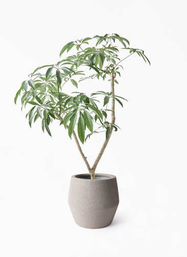 schefflera-compacta-433_1.jpg?