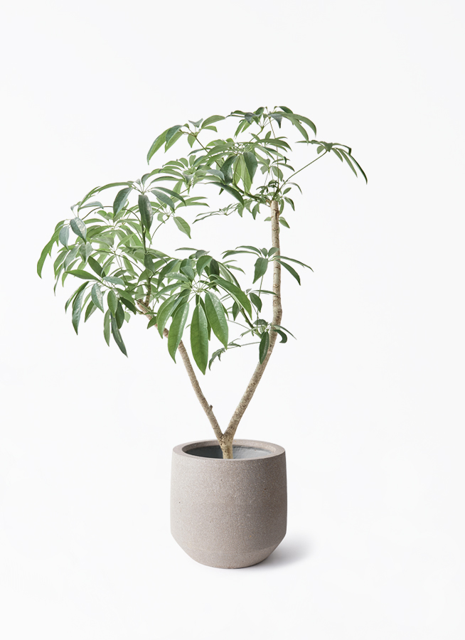 観葉植物 シェフレラ（カポック）7号 朴 パボ ミドル アースブラウン