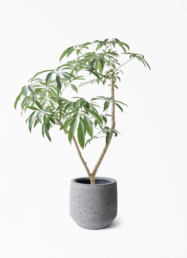 観葉植物 シェフレラ（カポック）7号 朴 パボ ミドル ラテルストーン