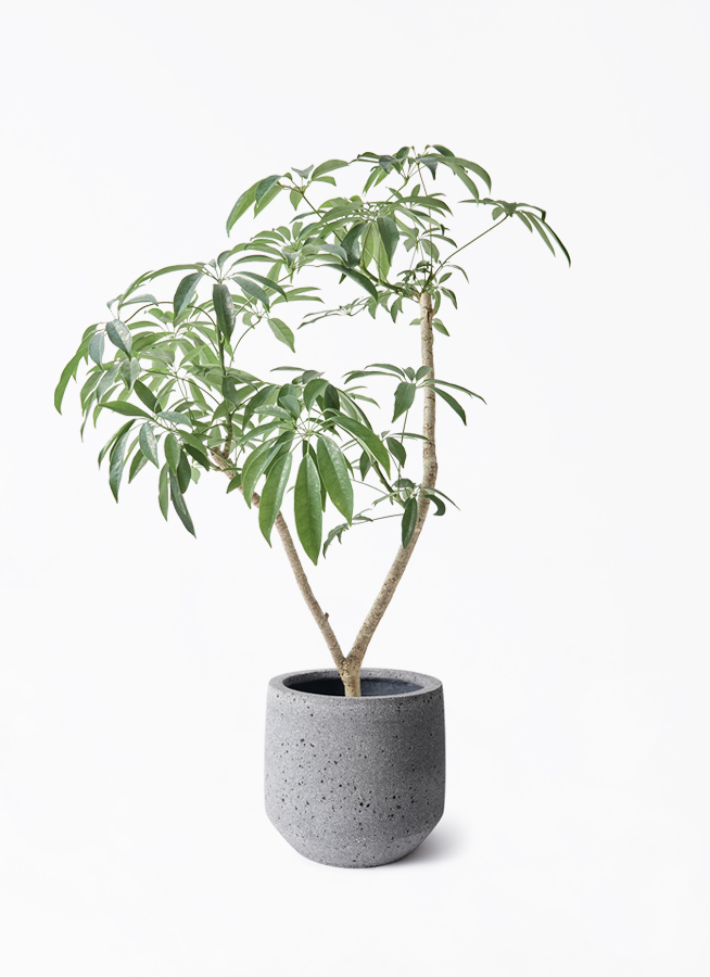 観葉植物 シェフレラ（カポック）7号 朴 パボ ミドル ラテルストーン