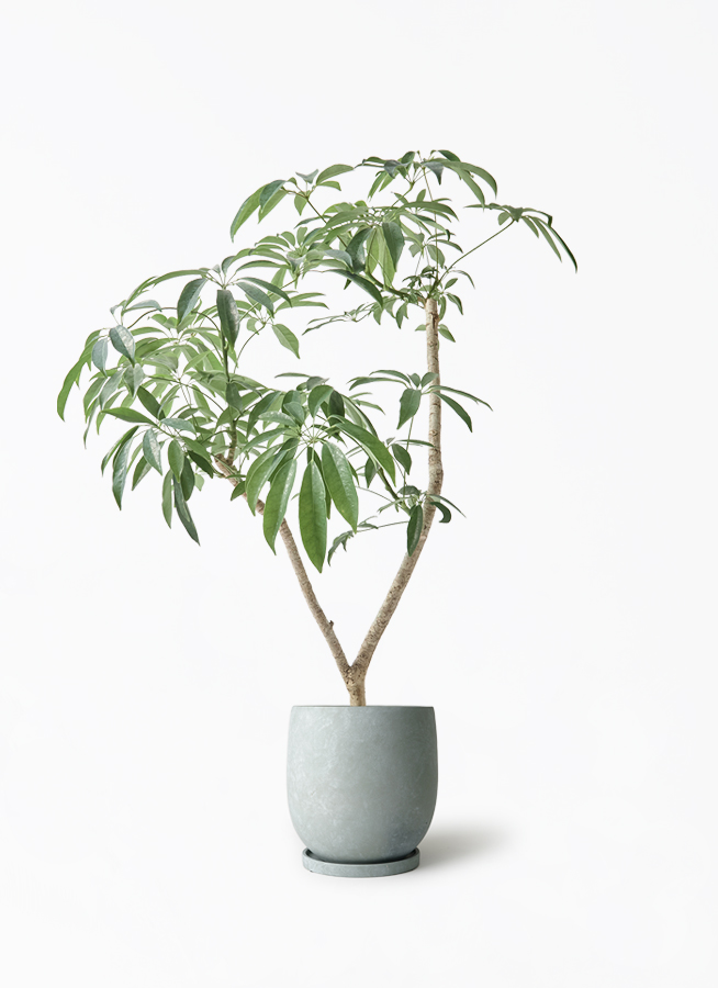 観葉植物 シェフレラ（カポック） 7号 朴 アイルエッグ ライトブルー