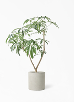 観葉植物 シェフレラ（カポック）7号 朴 竹バスケット 付き | 観葉植物