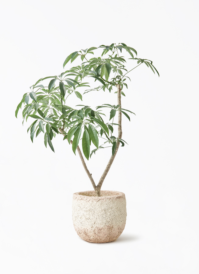 観葉植物 シェフレラ（カポック）7号 朴 Coral Pot (コーラルポット
