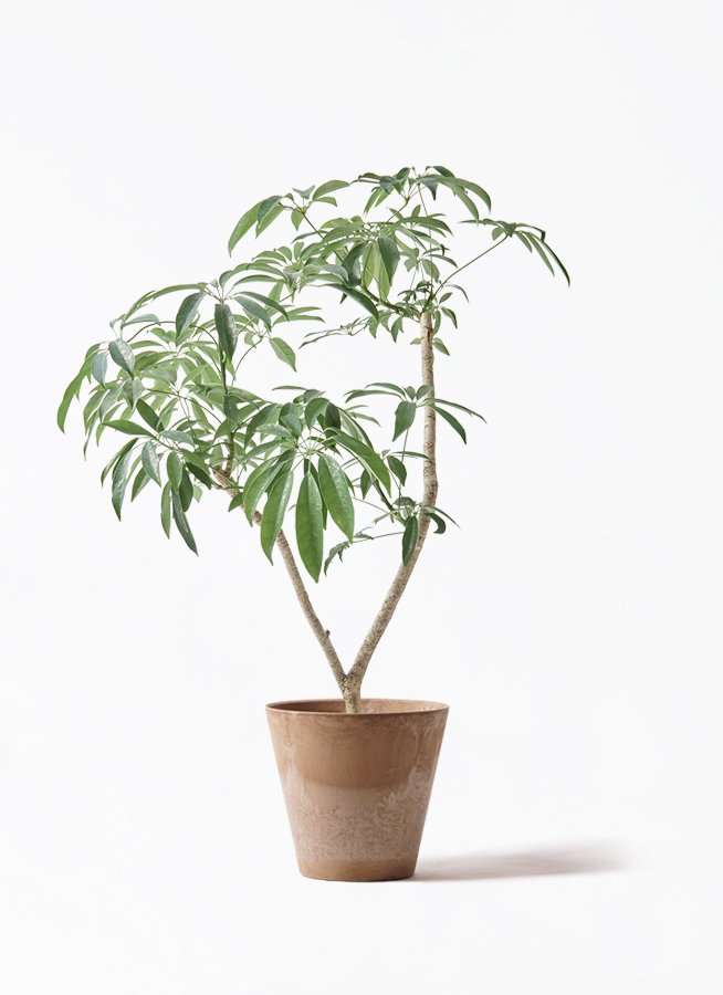 観葉植物 シェフレラ(カポック)7号 朴 プロスパー トゥーボ アンスラ 観葉植物 シェフレラ(カポック)7号 朴 プロスパー トゥーボ アンスラ