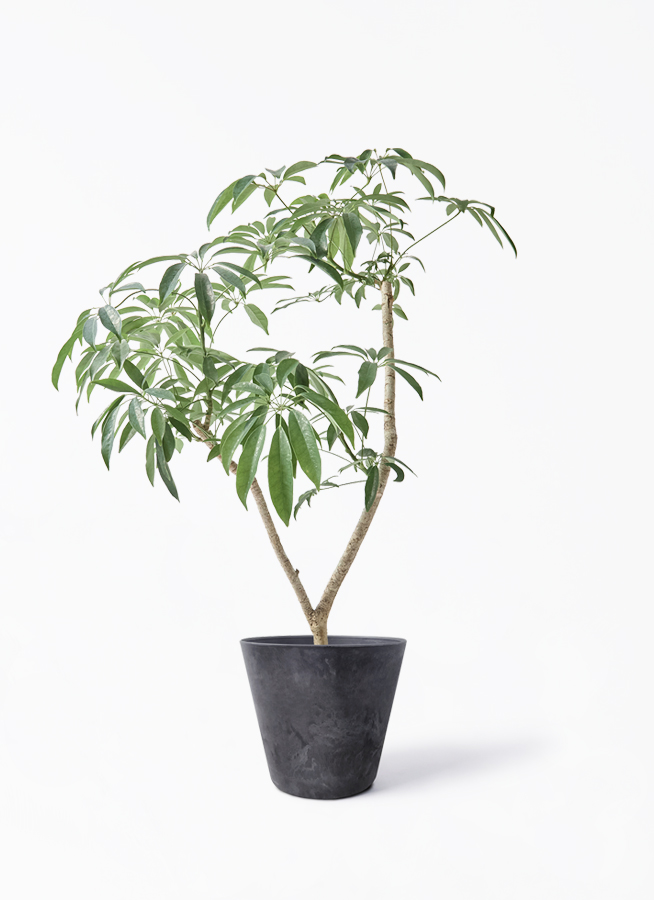 観葉植物 シェフレラ（カポック）7号 朴 パボ ミドル オフホワイト