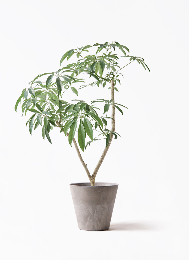 シェフレラ　コンパクタ　♻️リユース観葉植物 観葉植物 シェフレラ 6号 コンパクタ プラスチック鉢 | 観葉植物なら