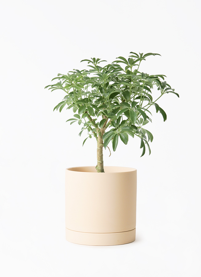 観葉植物 シェフレラ コンパクタ 4号 朴 ルーツ 15 L ベージュ 付き