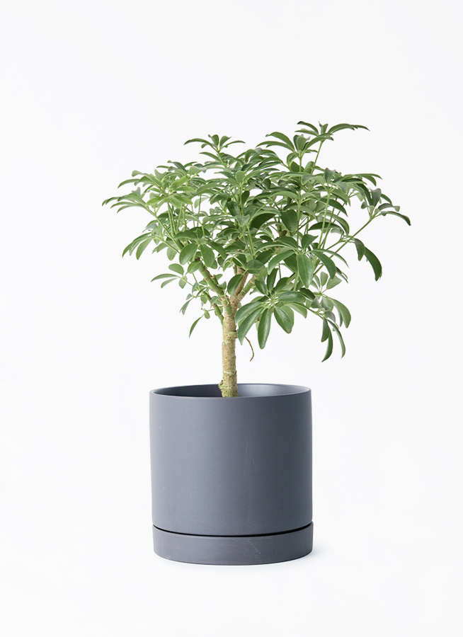 観葉植物 シェフレラ コンパクタ 観葉植物 シェフレラ コンパクタ 4号 朴 ルーツ 15 K ブラック 付き