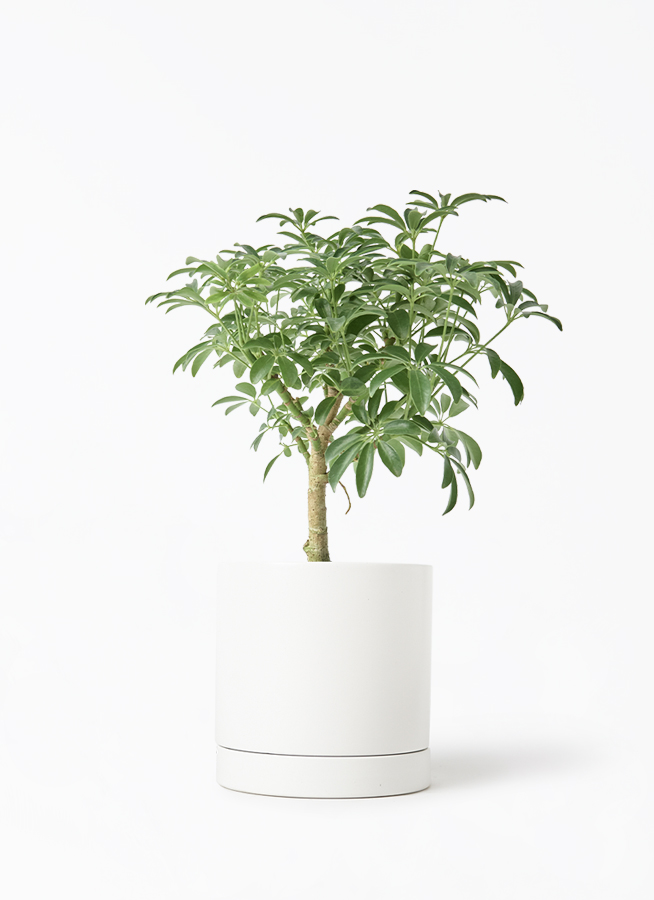 観葉植物 シェフレラ コンパクタ 4号 朴 オーセ 15 W 付き | 観葉植物