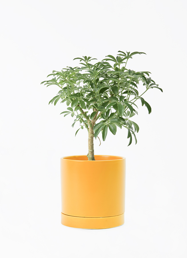 観葉植物 シェフレラ コンパクタ 4号 朴 オーセ 15 Y イエロー 付き