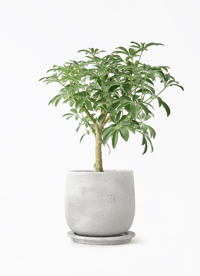 観葉植物 シェフレラ コンパクタ 4号 朴 マルモラウンド 付き | 観葉