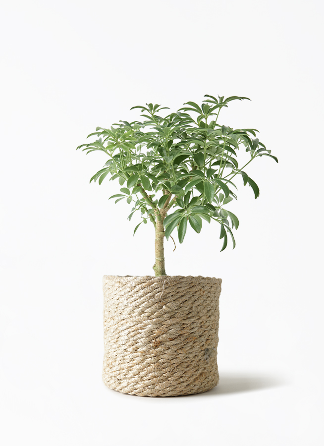 観葉植物 シェフレラ コンパクタ 4号 朴 マルモラウンド 付き | 観葉