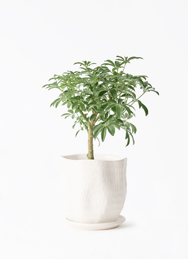 観葉植物 シェフレラ コンパクタ 4号 朴 プラスチック鉢 | 観葉植物