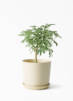 観葉植物 シェフレラ コンパクタ 4号 朴 オーセ 15 Y イエロー 付き