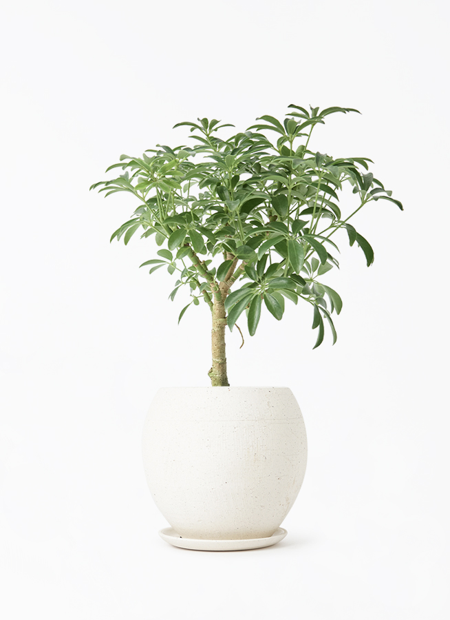 シェフレラ・コンパクタ・鉢つき 観葉植物 シェフレラ コンパクタ 5号 エドラ B 付き | 観葉植物