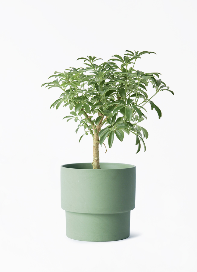 観葉植物 シェフレラ コンパクタ 4号 朴 エメリ 14 G グリーン 付き