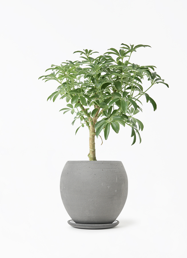 観葉植物 シェフレラ コンパクタ 4号 朴 プラスチック鉢 | 観葉植物