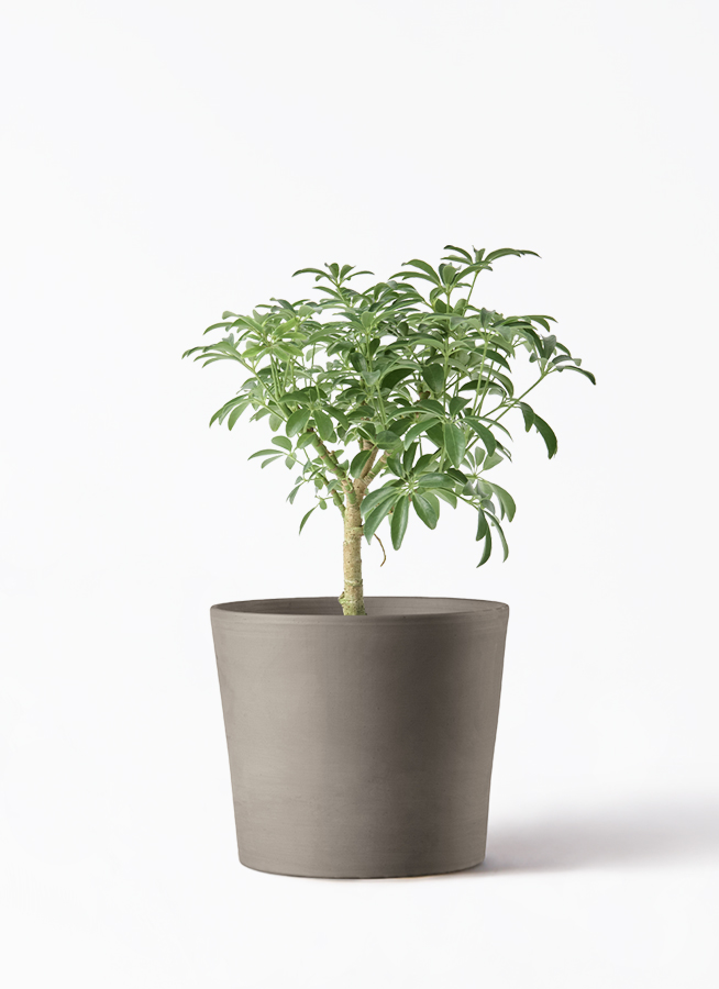 観葉植物 シェフレラ コンパクタ 4号 朴 プラスチック鉢 | 観葉植物